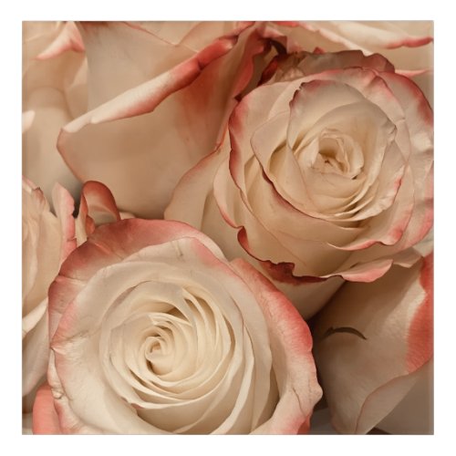 Cream and Red Tipped Roses Acrylic Wall Art