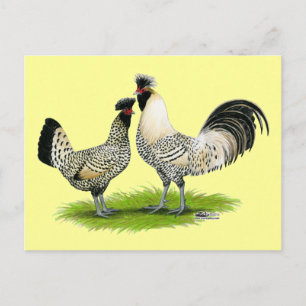 Cream Brabanter Chickens Postcard