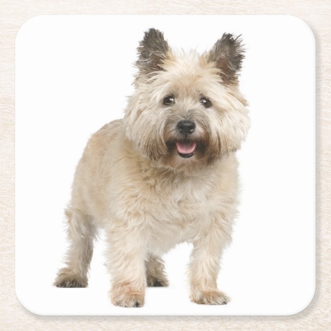Cream Cairn Terrier Puppy Dog Love Square Paper Coaster (Front)