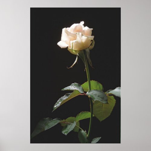 Cream_color rose on the dark background poster