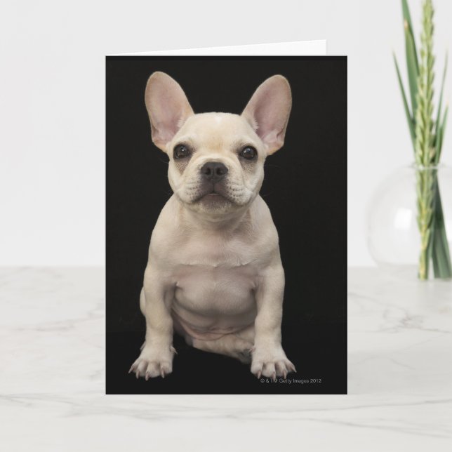 Cream colored French Bulldog puppy Card (Front)