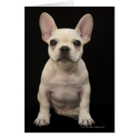 Cream colored French Bulldog puppy Card