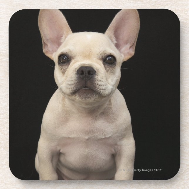 Cream colored French Bulldog puppy Coaster (Front)