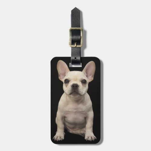 Cream colored French Bulldog puppy Luggage Tag