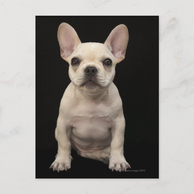 Cream colored French Bulldog puppy Postcard (Front)