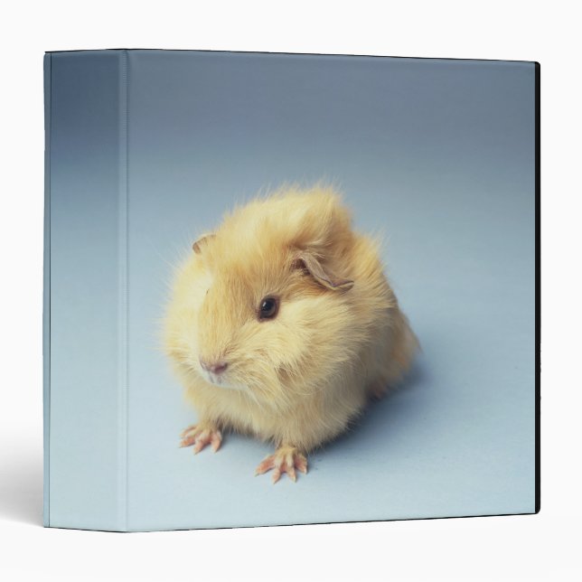 Cream colored Guinea pig Binder (Front/Spine)