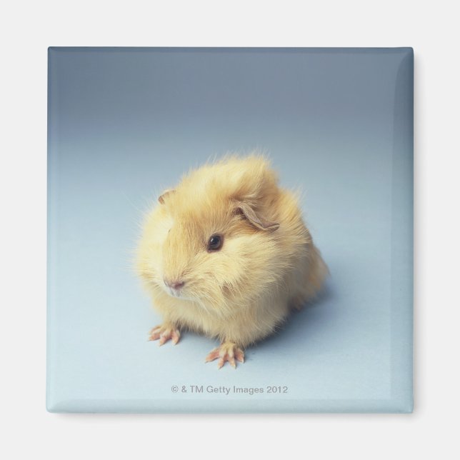 Cream colored Guinea pig Magnet (Front)