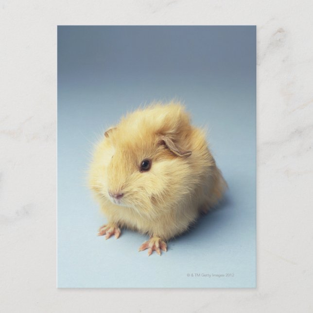 Cream colored Guinea pig Postcard (Front)