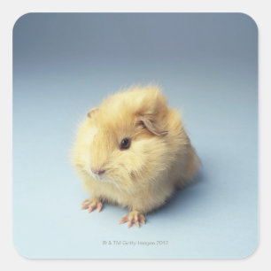 Cream colored Guinea pig Square Sticker