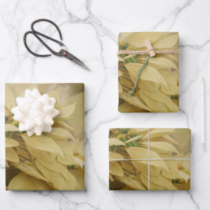 Cream Colored Poinsettias Digital Art Wrapping Paper Sheets