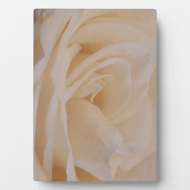 Cream Colored Rose Closeup Plaque (Front)