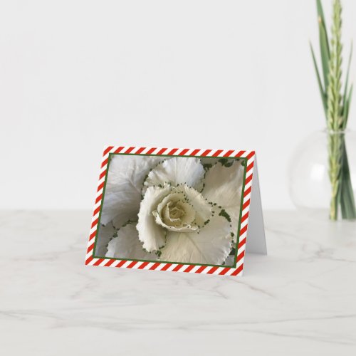 Cream  Green Ornamental Cabbage w Red Stripes Card