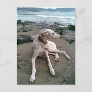 Cream Greyhound Puppy Dog Blank notecard