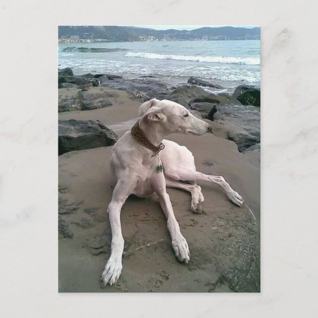 Cream Greyhound Puppy Dog Blank notecard (Front)