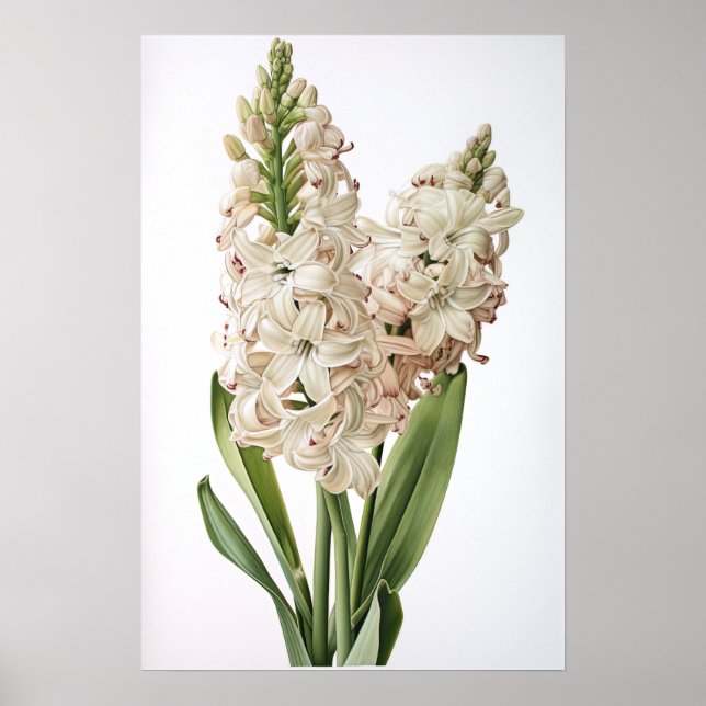 Cream Hyacinth Flower Art Print Poster (Front)
