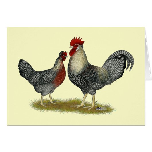 Cream Legbar Chickens Cards (Front Horizontal)