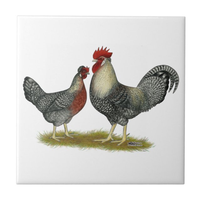 Cream Legbar Chickens Tile (Front)