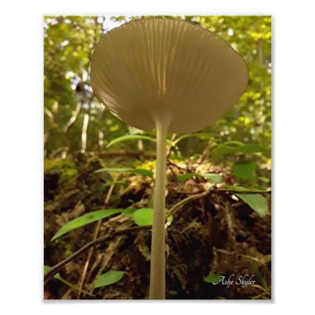 Cream Majesty Photo Print (Front)