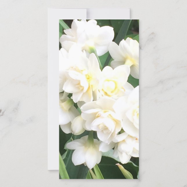 Cream Narcissus Print Card (Front)
