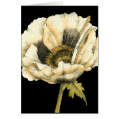 Cream Poppy Flower on Black Background (Front)