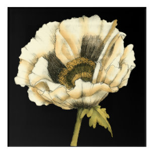 Cream Poppy Flower on Black Background Acrylic Print