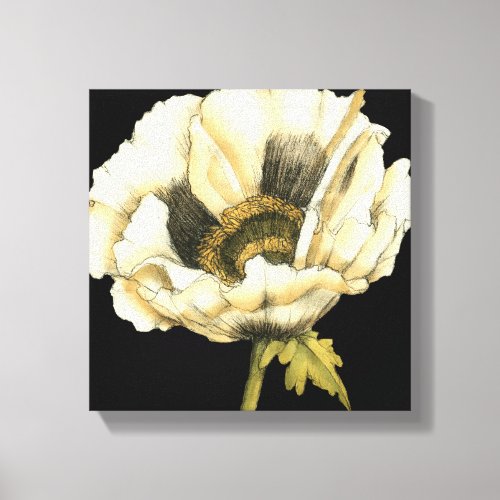 Cream Poppy Flower on Black Background Canvas Print