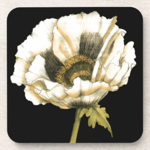 Cream Poppy Flower on Black Background Coaster