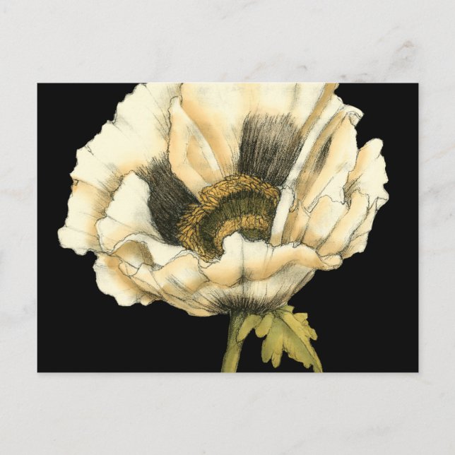 Cream Poppy Flower on Black Background Postcard (Front)
