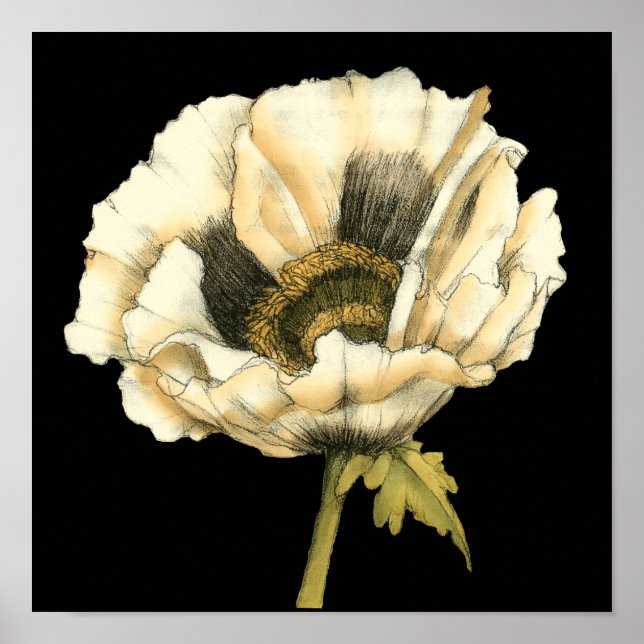 Cream Poppy Flower on Black Background Poster (Front)