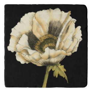 Cream Poppy Flower on Black Background Trivet