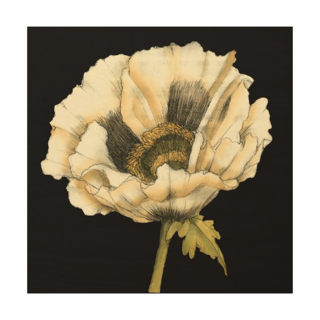 Cream Poppy Flower on Black Background Wood Wall Art (Front)