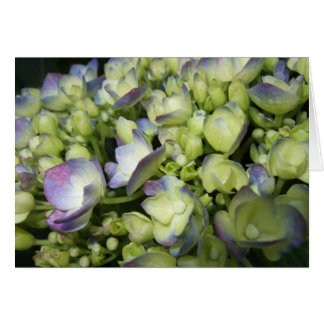 Cream & Purple Hydrangea Cards