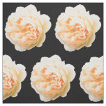 Cream rose closeup isolated on black background fabric