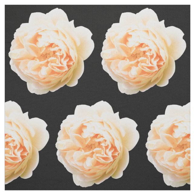 Cream rose closeup isolated on black background fabric (Swatch)
