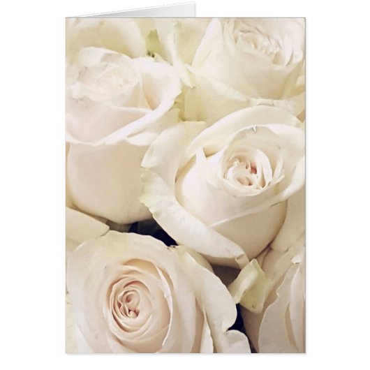 Cream Roses Cards (Front)