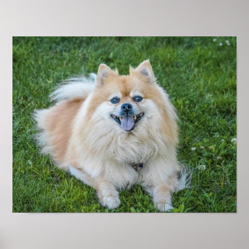 Cream Sable Pomeranian Dog in the Grass Poster