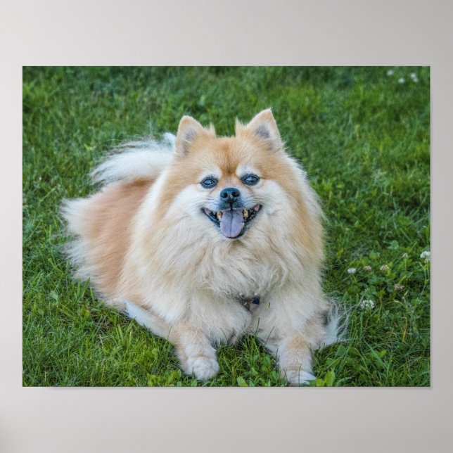 Cream Sable Pomeranian Dog in the Grass Poster (Front)