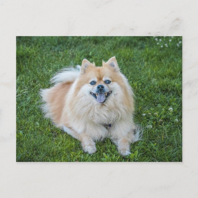Cream Sable Pomeranian Dog Postcard (Front)