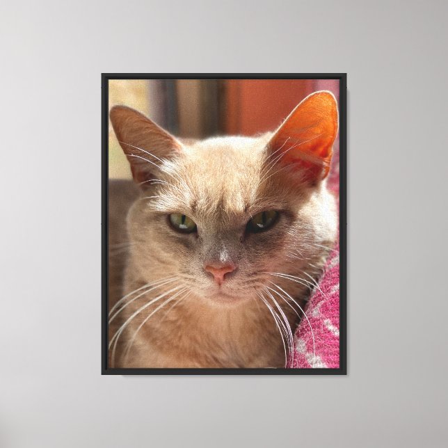 Cream Tabby Cat Portrait Ginger Green Eyes Canvas Print (Front)