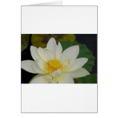 Cream Water Lily02.JPG (Front)