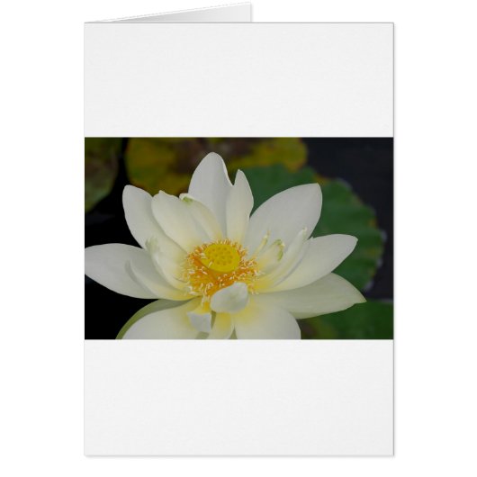 Cream Water Lily02.JPG (Front)