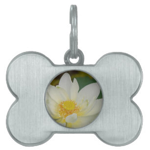 Cream Water Lily02.JPG Pet Name Tag