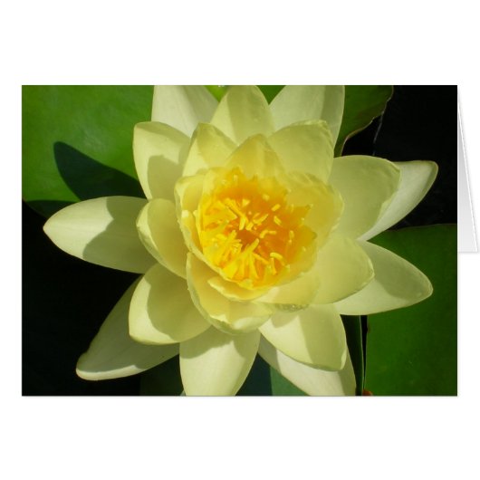 Cream Water Lily Cards (Front Horizontal)