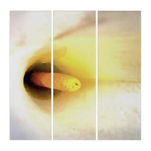 Cream White Calla Lily Close Up Abstract Art