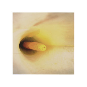 Cream White Calla Lily Close Up Abstract Art