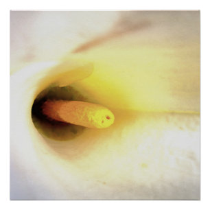 Cream White Calla Lily Close Up Abstract Art Poster