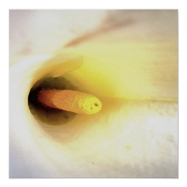 Cream White Calla Lily Close Up Abstract Art Poster (Front)