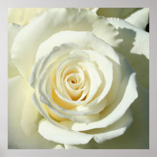 Cream White Rose - Poster