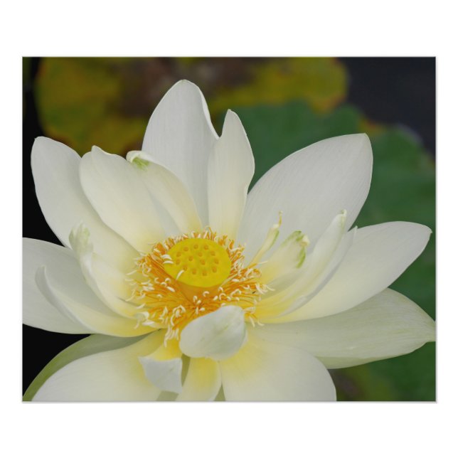 Creamy Lotus Water Lily Photo Print (Front)