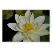 Creamy Water Lily.JPG (Front Horizontal)